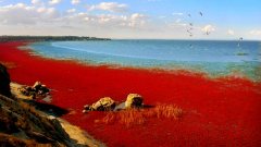 醉心·红海滩